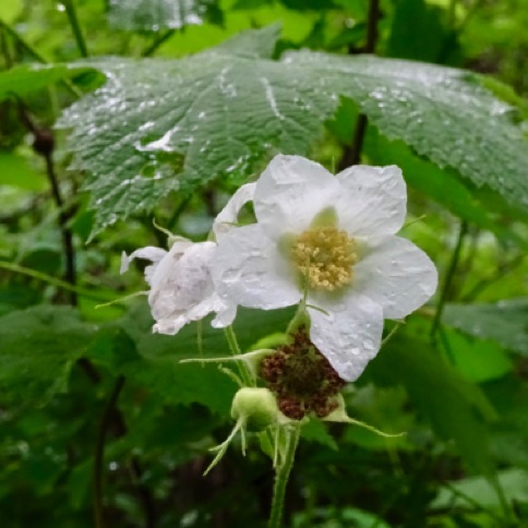 Flower along path to Falls